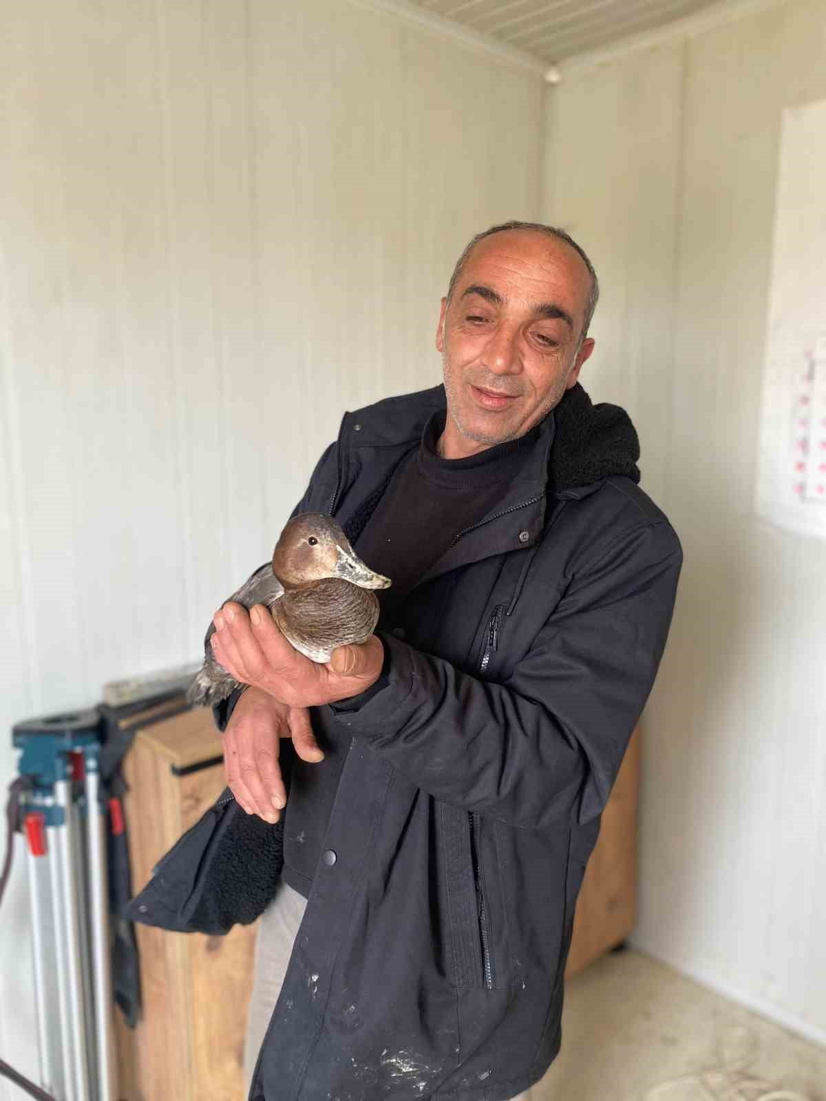 KASTAMONU’NUN ÇATALZEYTİN İLÇESİNDE ŞANTİYEDE ÇALIŞAN İŞÇİ, YARALI HALDE BULDUĞU YABAN ÖRDEĞİNİ...