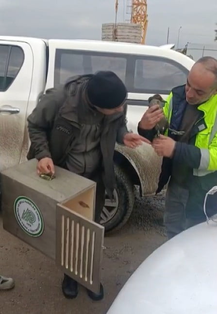 KASTAMONU’NUN ÇATALZEYTİN İLÇESİNDE ŞANTİYEDE ÇALIŞAN İŞÇİ, YARALI HALDE BULDUĞU YABAN ÖRDEĞİNİ...
