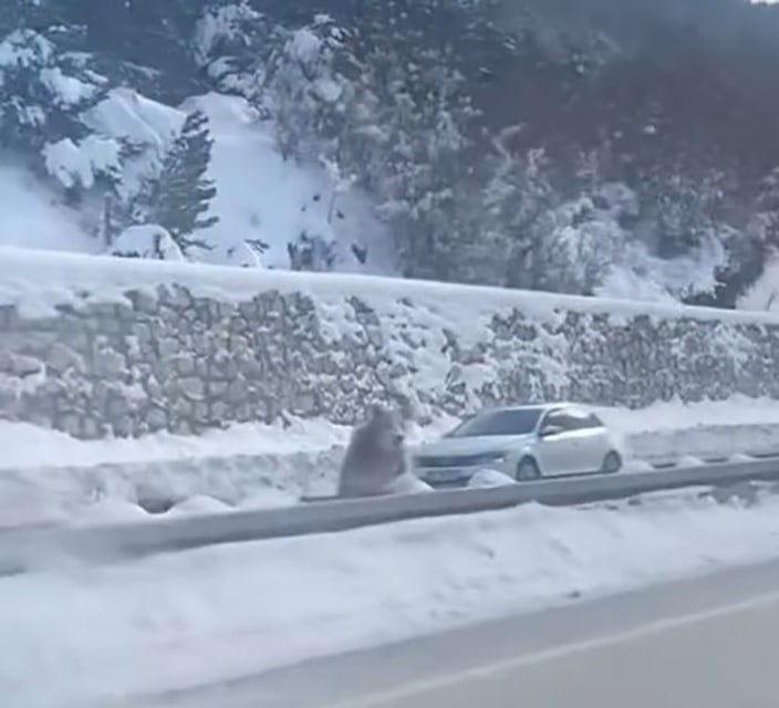 KASTAMONU’NUN KÜRE İLÇESİNDE BOZAYININ ORMANLIK ALANDA KARDA YÜRÜMEYE ÇALIŞMASI ORMAN İŞLETME...