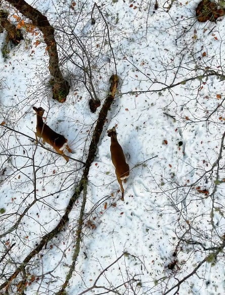 KASTAMONU’NUN ŞENPAZAR İLÇESİNDE KAR YAĞIŞI SONRASI BEYAZ ÖRTÜYLE KAPLANAN ORMANLIK ALANDA YİYECEK...