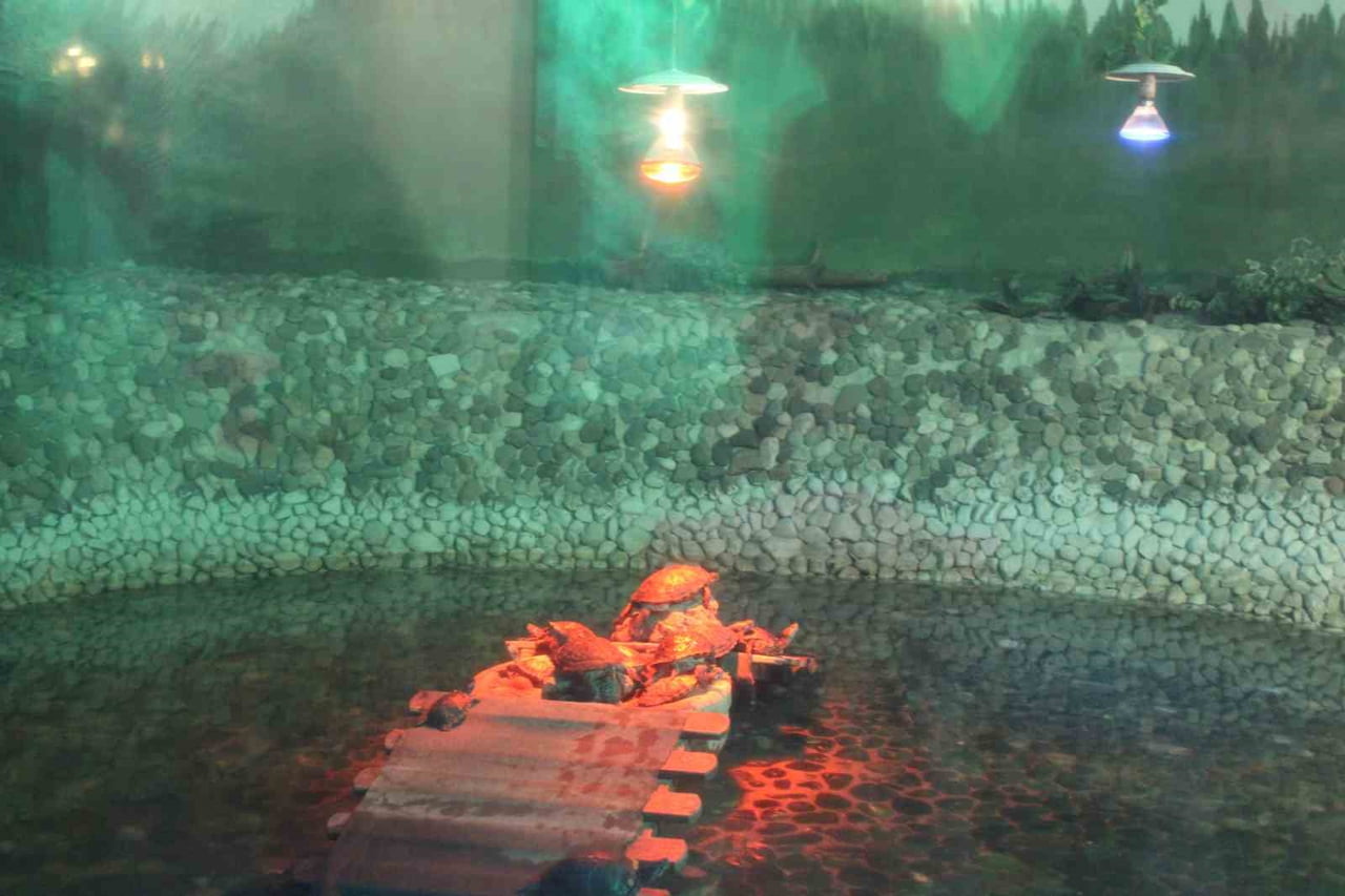 KAYSERİ BÜYÜKŞEHİR BELEDİYESİ BÜNYESİNDE 136 TÜRDE YAKLAŞIK BİN 300 HAYVANA EV SAHİPLİĞİ YAPAN...