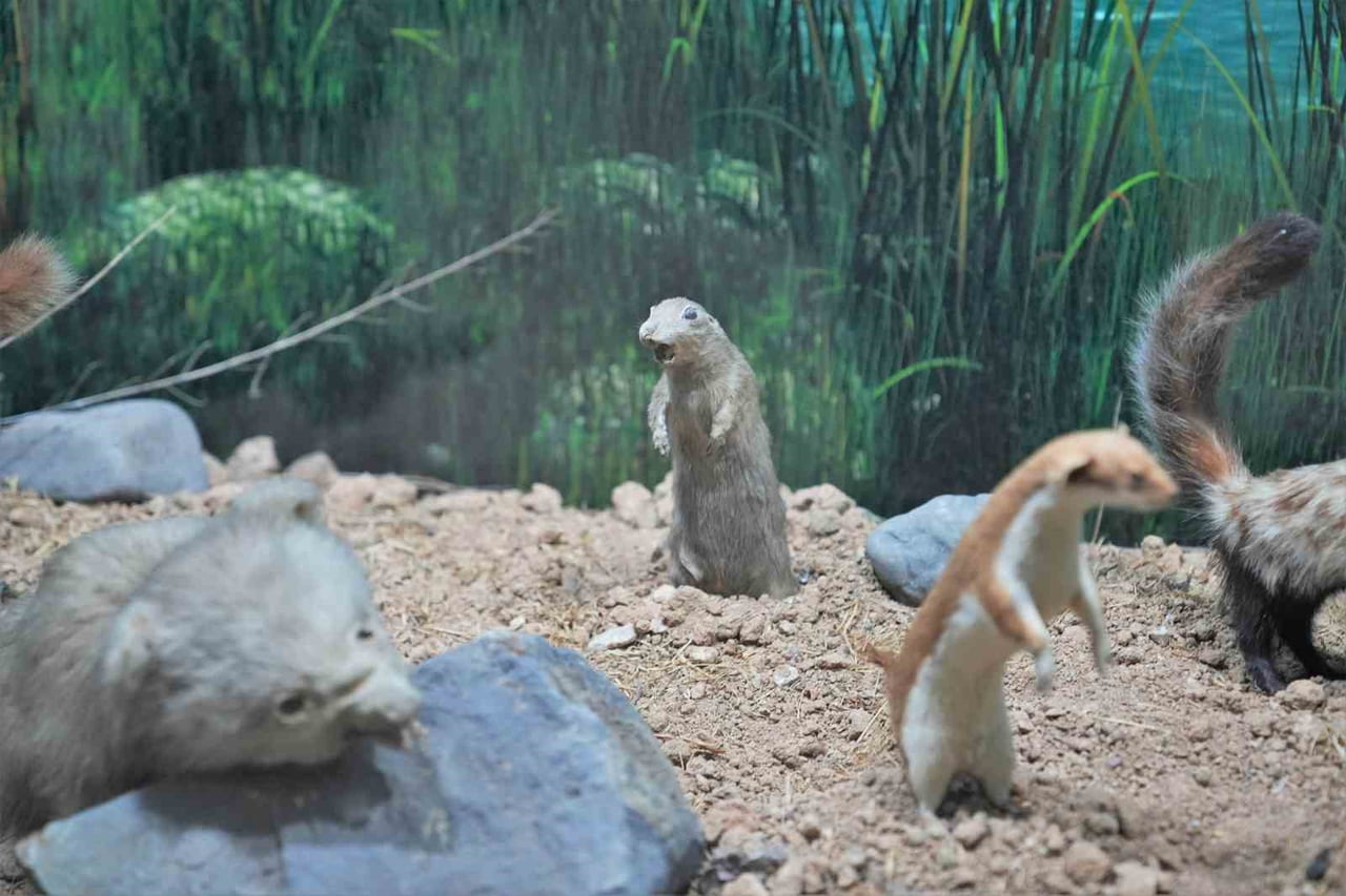 KEÇİÖREN BELEDİYESİ’NE BAĞLI ÇOCUK GELİŞİM MERKEZLERİ’NDE EĞİTİM GÖREN 4-5 YAŞ GRUBU ÖĞRENCİLER...