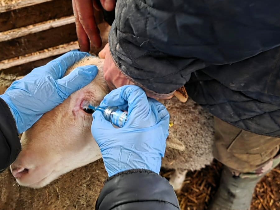 KIRKLARELİ TARIM VE ORMAN MÜDÜRLÜĞÜ TEKNİK EKİPLERİNCE KÜPE TAKILAN DAMIZLIK KUZULARA BRUSELLA VE...