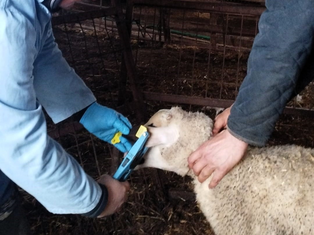 KIRKLARELİ TARIM VE ORMAN MÜDÜRLÜĞÜ TEKNİK EKİPLERİNCE KÜPE TAKILAN DAMIZLIK KUZULARA BRUSELLA VE...