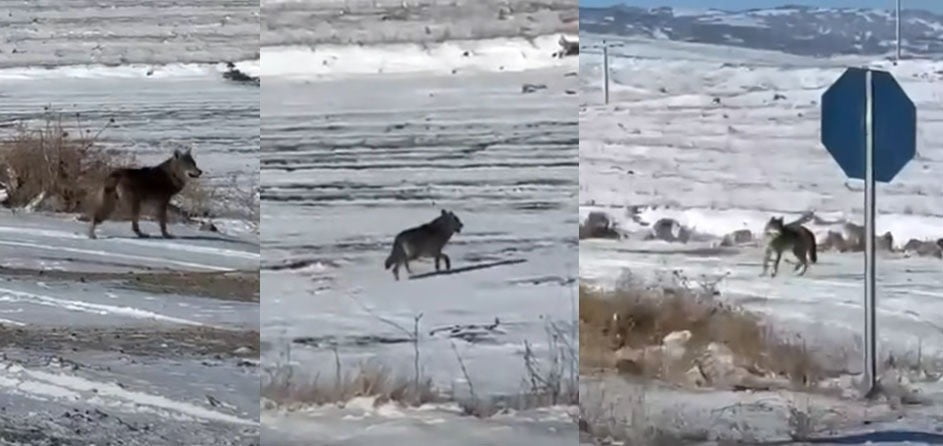 KIRŞEHİR’İN ÇİÇEKDAĞI İLÇESİNDE ETKİLİ OLAN KAR YAĞIŞININ ARDINDAN DOĞADA YİYECEK BULMAKTA...