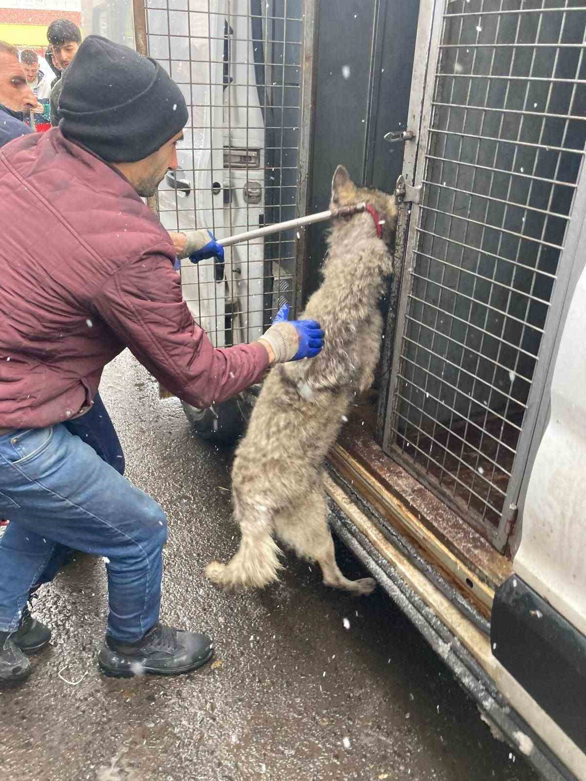 KISA SÜRELİ PANİĞE NEDEN OLAN KURT, BELEDİYE EKİPLERİNCE YAKALANDI.