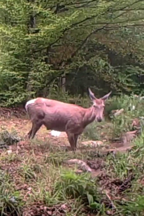 KOCAELİ'NİN ORMANLIK BÖLGELERİNDE YÜRÜTÜLEN YABAN HAYATINI İZLEME ÇALIŞMALARI KAPSAMINDA, BİR...