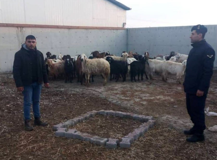 KONYA'NIN ILGIN İLÇESİNDE ÇALINAN 48 KOYUN JANDARMA EKİPLERİNCE BULUNARAK SAHİBİNE TESLİM...