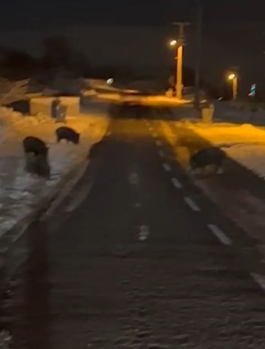 KONYA'NIN KARAPINAR İLÇESİNDE YERLEŞİM YERİNE İNEN YABAN DOMUZLAR CEP TELEFONU KAMERASIYLA...