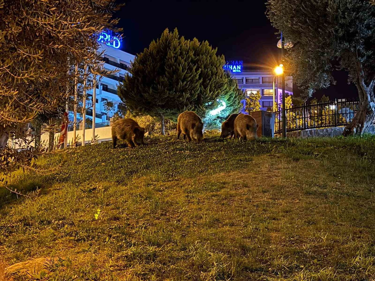 KUŞADASI’NDA DOMUZLAR ŞEHRİ MESKEN TUTTU