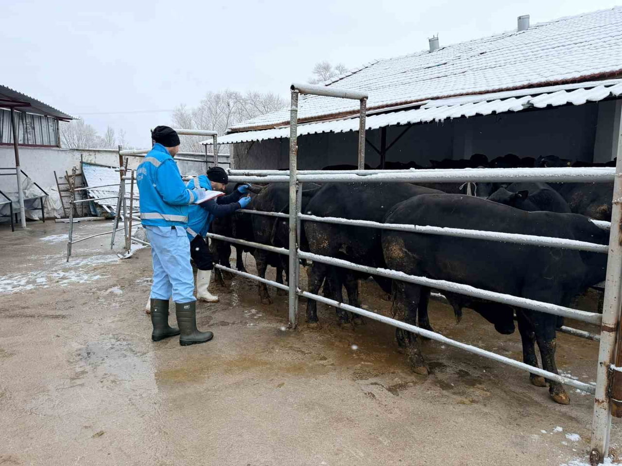 KÜTAHYA’DA İTHAL BESİLİK ERKEK SIĞIRLAR İÇİN MİLLİLEŞTİRME ÇALIŞMALARI SÜRÜYOR