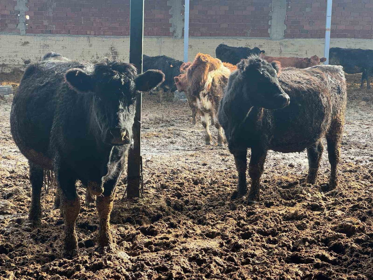 KÜTAHYA’DA TESLİM EDİLEN BÜYÜKBAŞ HAYVANLARIN KONTROL VE MUAYENELERİ YAPILDI