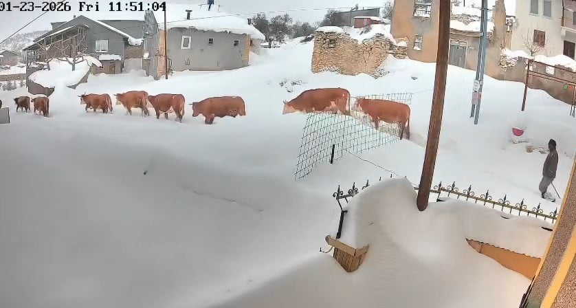 MALATYA’DA BÜYÜKBAŞ HAYVANLARIN KAR MÜCADELESİ KAMERADA