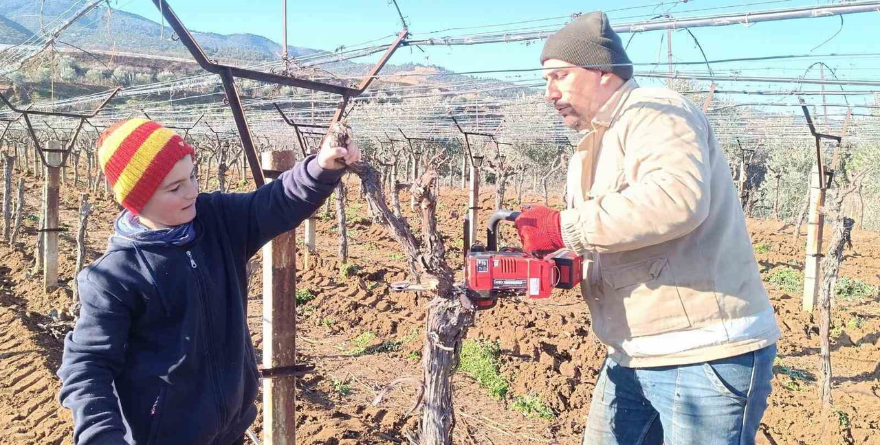 MANİSA'NIN SARIGÖL İLÇESİNDE BİR ÜZÜM ÜRETİCİSİ, VERİMİ DÜŞÜK OLAN BAĞINI SÖKEREK YERİNE VERİMİ VE...