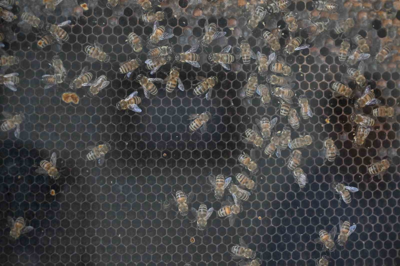 MANİSA BÜYÜKŞEHİR BELEDİYESİ, KIRSAL KALKINMAYI DESTEKLEMEK İÇİN ÖNEMLİ HİZMETLER GERÇEKLEŞTİRDİ....