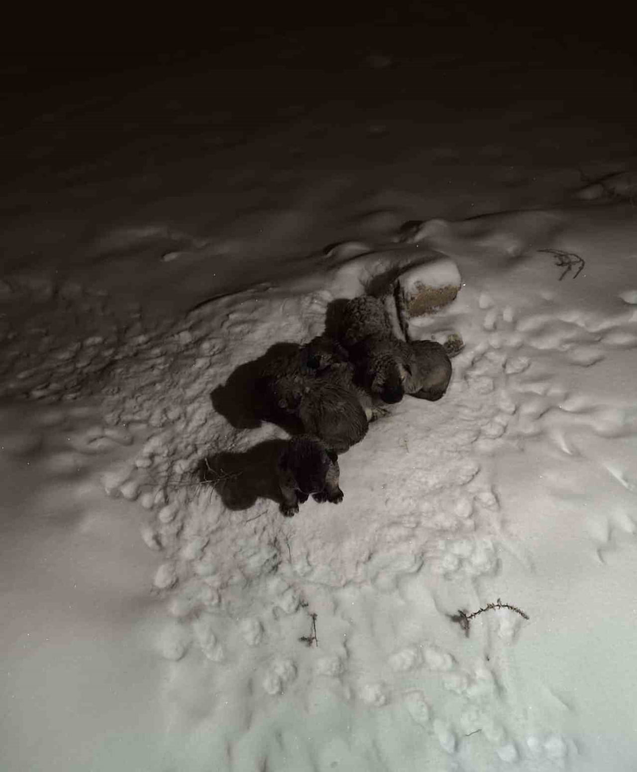 MARDİN’İN MAZIDAĞI İLÇESİNDE 7 YAVRU KÖPEK KARLI HAVADA YOL KENARINDA ÖLÜME TERK EDİLDİ. DONMAK...
