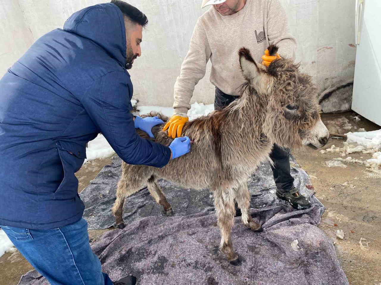 MARDİN’İN MAZIDAĞI İLÇESİNDE, DEM PARTİLİ MAZIDAĞI İLÇE BELEDİYESİNİN YOĞUN KAR YAĞIŞININ ARDINDAN...