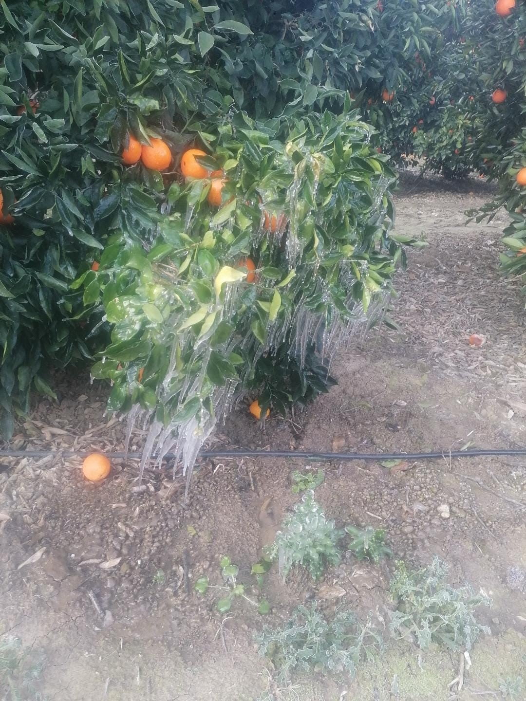 METEOROLOJİ GENEL MÜDÜRLÜĞÜ'NÜN ZİRAİ DON RİSKİNE KARŞI UYARDIĞI ADANA'DA GECE SAATLERİNDE ETKİLİ...