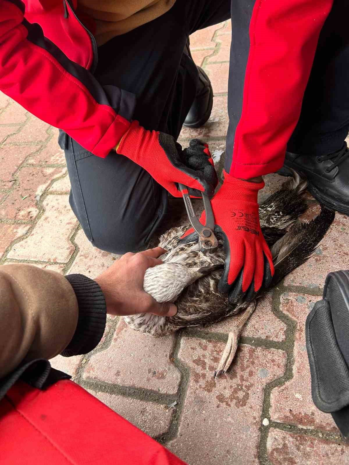 MUDANYA İLÇESİNDE DENİZDE BALIK TUTAN AMATÖR BİR BALIKÇININ OLTASINA TAKILAN MARTI, 911 ARAMA VE...