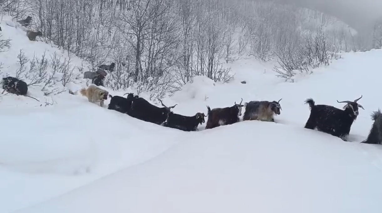 MUŞ’UN KARABEY KÖYÜNE BAĞLI KAMIŞ MEZRASINDA HAYVANLARINI OTLATAN ABUZER GÜNGÖR, YABAN DOMUZUNUN...