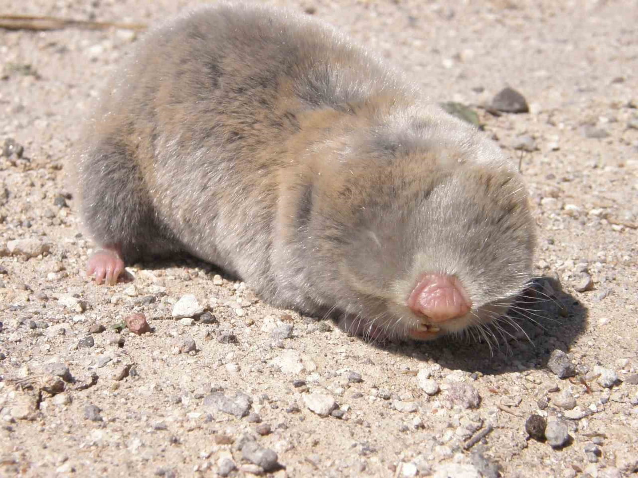 NİĞDE ÖMER HALİSDEMİR ÜNİVERSİTESİ FEN FAKÜLTESİ BİYOTEKNOLOJİ BÖLÜMÜ ÖĞRETİM ÜYESİ PROF. DR....