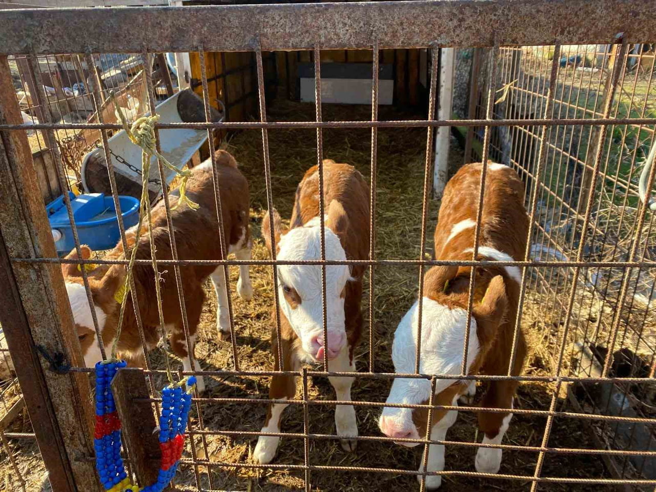 ORHANİYE KÖYÜNDE BİR İŞLETMEDE ÜÇÜZ BUZAĞI DÜNYAYA GELMİŞTİ (ARŞİV)