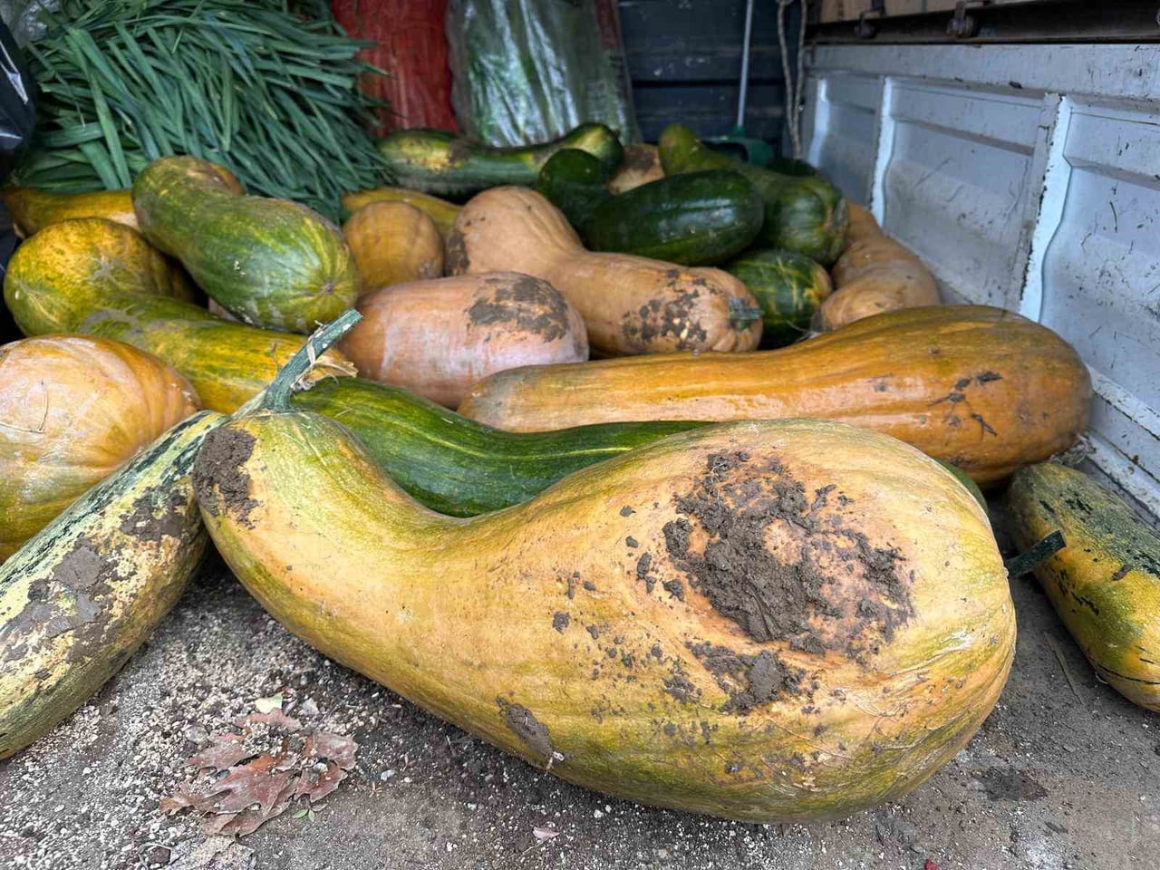 OSMANGAZİ BELEDİYESİ İŞTİRAKİ OLAN GAZİ TARIM A.Ş. TARAFINDAN YÜRÜTÜLEN ATA TOHUMU ÇALIŞMALARINDA...