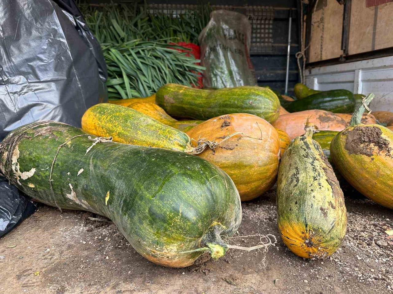 OSMANGAZİ BELEDİYESİ İŞTİRAKİ OLAN GAZİ TARIM A.Ş. TARAFINDAN YÜRÜTÜLEN ATA TOHUMU ÇALIŞMALARINDA...