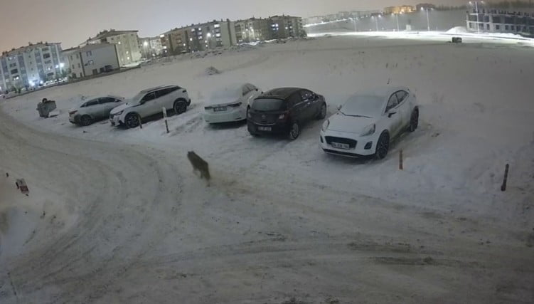 PALANDÖKEN'DE KURT KENT MERKEZİNE İNDİ