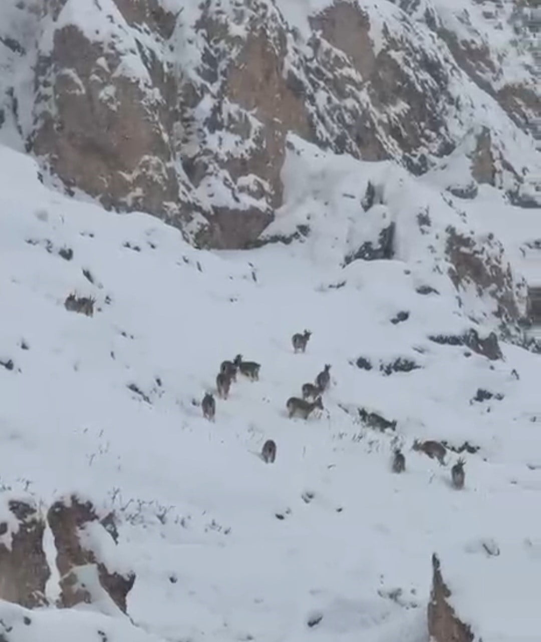 PALU KALESİ’NDE DAĞ KEÇİLERİ SÜRÜ HALİNDE GÖRÜNTÜLENDİ