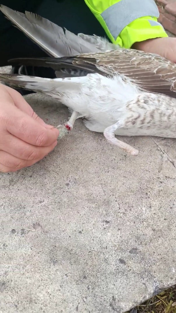 PENDİK SAHİLİNDE AYAĞINA BALIKÇI MİSİNASI DOLANAN VE DİĞER AYAĞININ DAHA ÖNCE AMPUTE OLDUĞU...