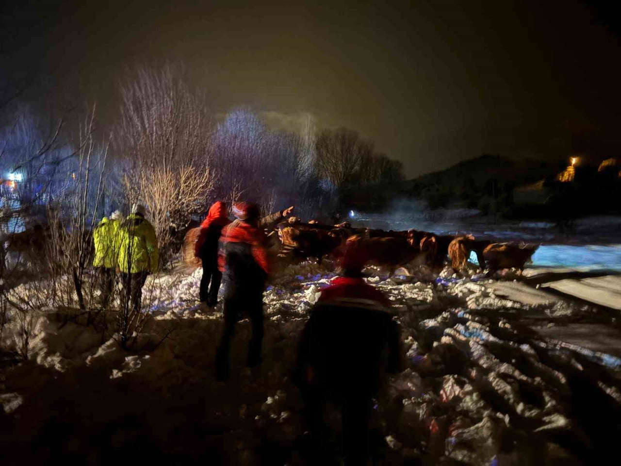 REFAHİYE’DE HAYVAN YÜKLÜ TIR KAZASI: 45 BÜYÜKBAŞ KURTARILDI