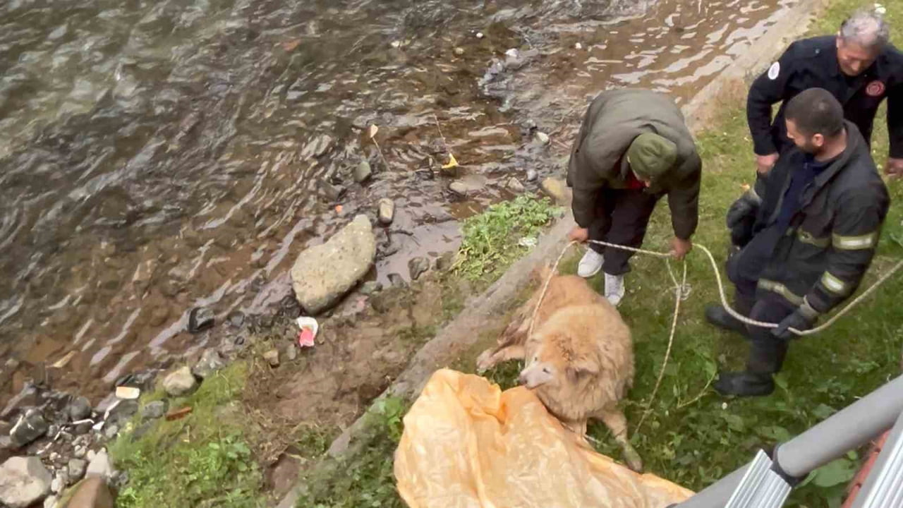 RİZE’NİN ARDEŞEN İLÇESİNDE DERE YATAĞINDA MAHSUR KALAN SOKAK KÖPEĞİ, İTFAİYE EKİPLERİ İLE...