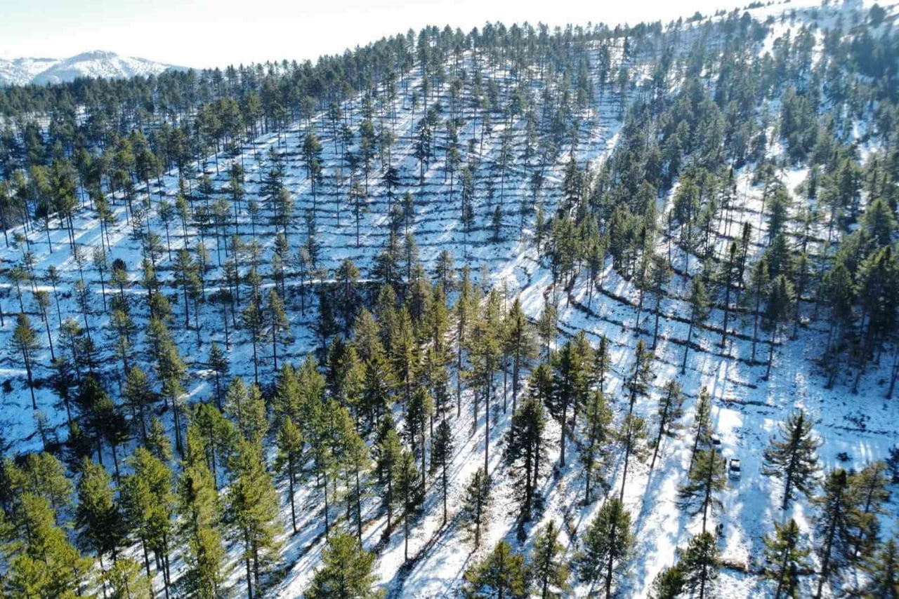 SAİMBEYLİ ORMAN İŞLETME MÜDÜRLÜĞÜ, "KARAÇAM DOĞAL GENÇLEŞTİRME PROGRAMI" KAPSAMINDA, İLÇEDE...