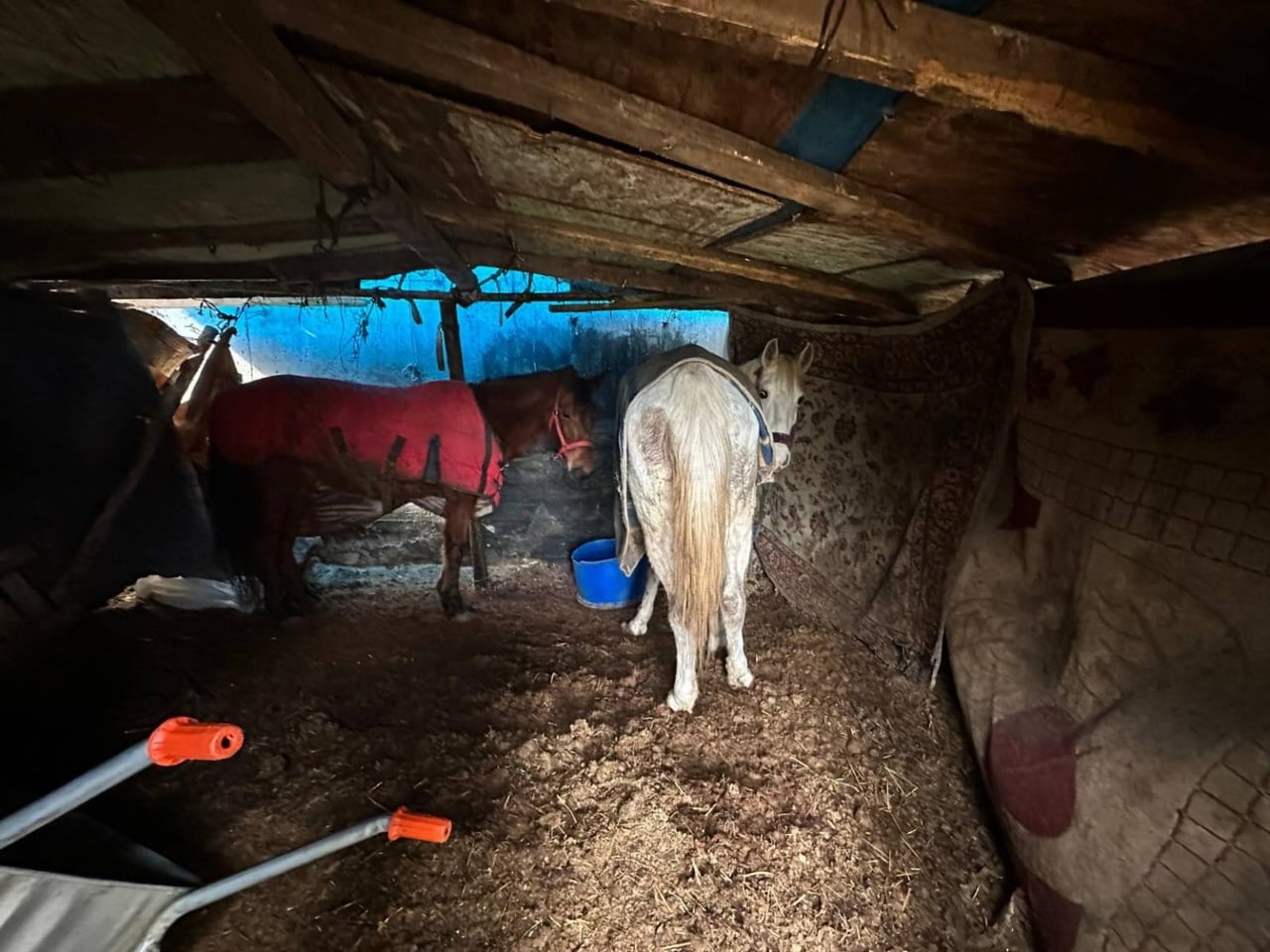 SAKARYA’NIN ERENLER İLÇESİNDE OTOYOLUN KENARINA ATILAN HAYVAN KEMİKLERİNİN İZİNİ SÜREN JANDARMA...