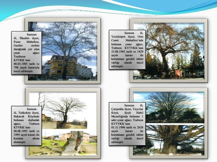 SAMSUN’DA KORUMA ALTINDA BULUNAN 11 ÇINAR AĞACINDAN BİRİ OLMA ÖZELLİĞİNİ TAŞIYAN YAKLAŞIK 160...
