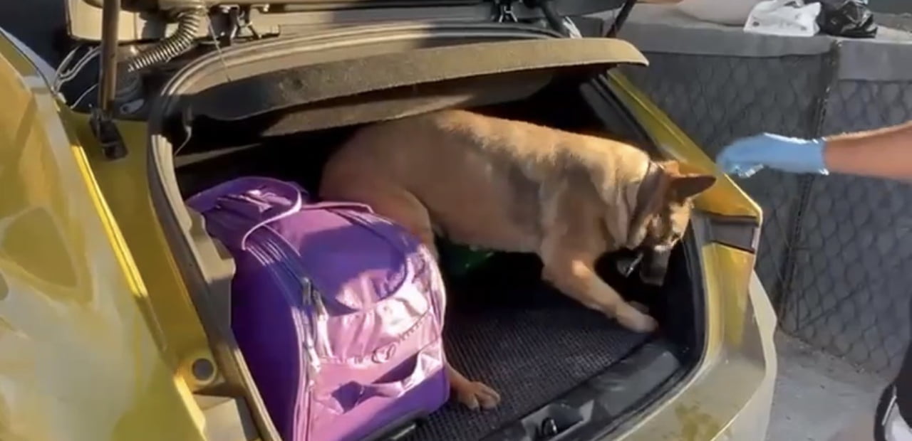 SAMSUN’DA NARKOTİK DEDEKTÖR KÖPEĞİ PERA, ARACA SAKLANMIŞ UYUŞTURUCUYU BULDU.