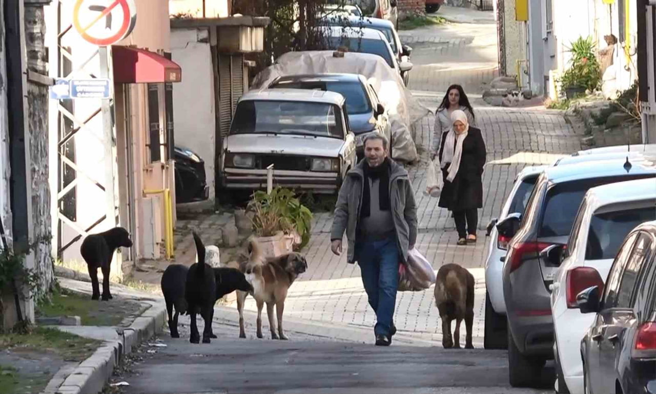 SAMSUN’DA SAYILARI 20'YE KADAR ULAŞAN BAŞIBOŞ KÖPEKLERDEN OLUŞAN SÜRÜLER, TEHLİKE...