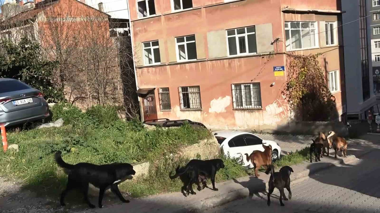 SAMSUN’DA SAYILARI 20'YE KADAR ULAŞAN BAŞIBOŞ KÖPEKLERDEN OLUŞAN SÜRÜLER, TEHLİKE...