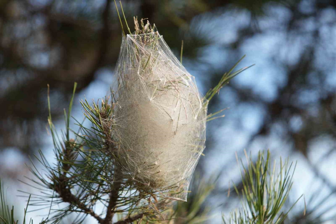SAMSUN’DA SON DÖNEMLERDE ÇAM AĞAÇLARINDA YOĞUN OLARAK GÖRÜLEN ÇAM KESE TIRTILI, HEM ORMAN...