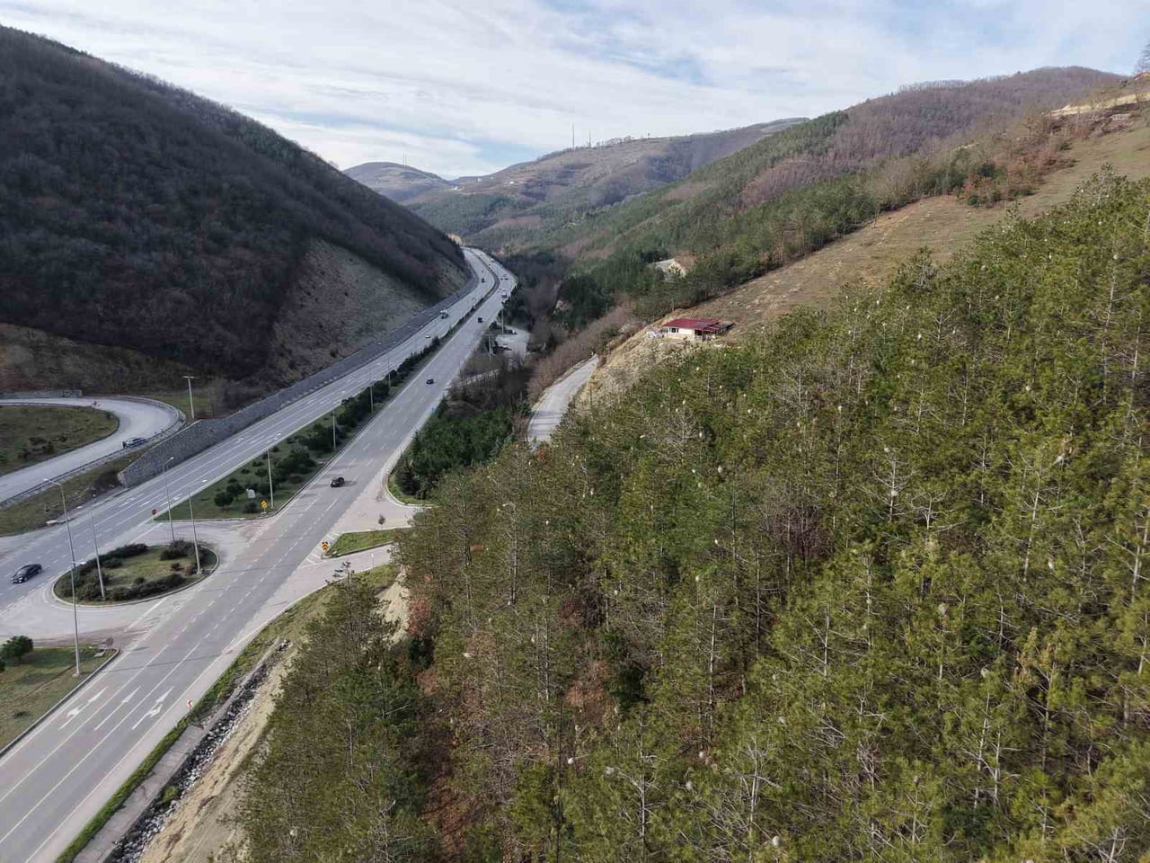 SAMSUN’DA SON DÖNEMLERDE ÇAM AĞAÇLARINDA YOĞUN OLARAK GÖRÜLEN ÇAM KESE TIRTILI, HEM ORMAN...