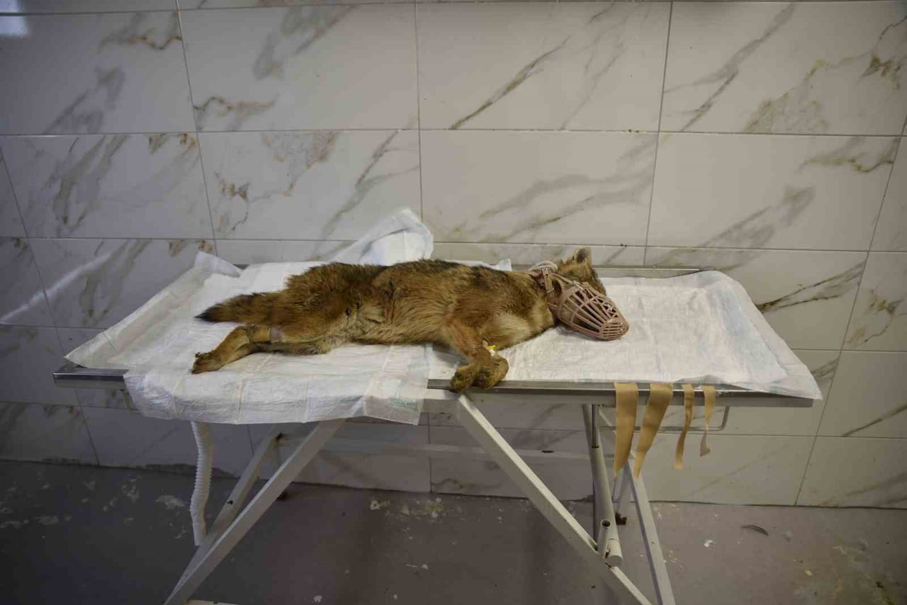 SAMSUN’UN ATAKUM İLÇESİNDE SOKAK ORTASINDA BİTKİN HALDE BULUNAN ÇAKAL, ONDOKUZ MAYIS ÜNİVERSİTESİ...