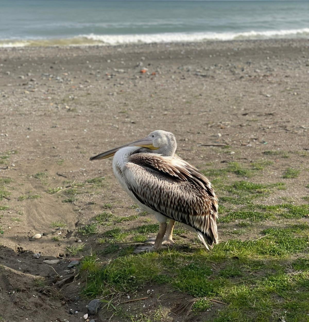 SAMSUN’UN ATAKUM SAHİLİ’NDE BİR PELİKANIN GÖRÜLMESİ VATANDAŞLARIN DİKKATİNİ ÇEKTİ. MARTILARIN...