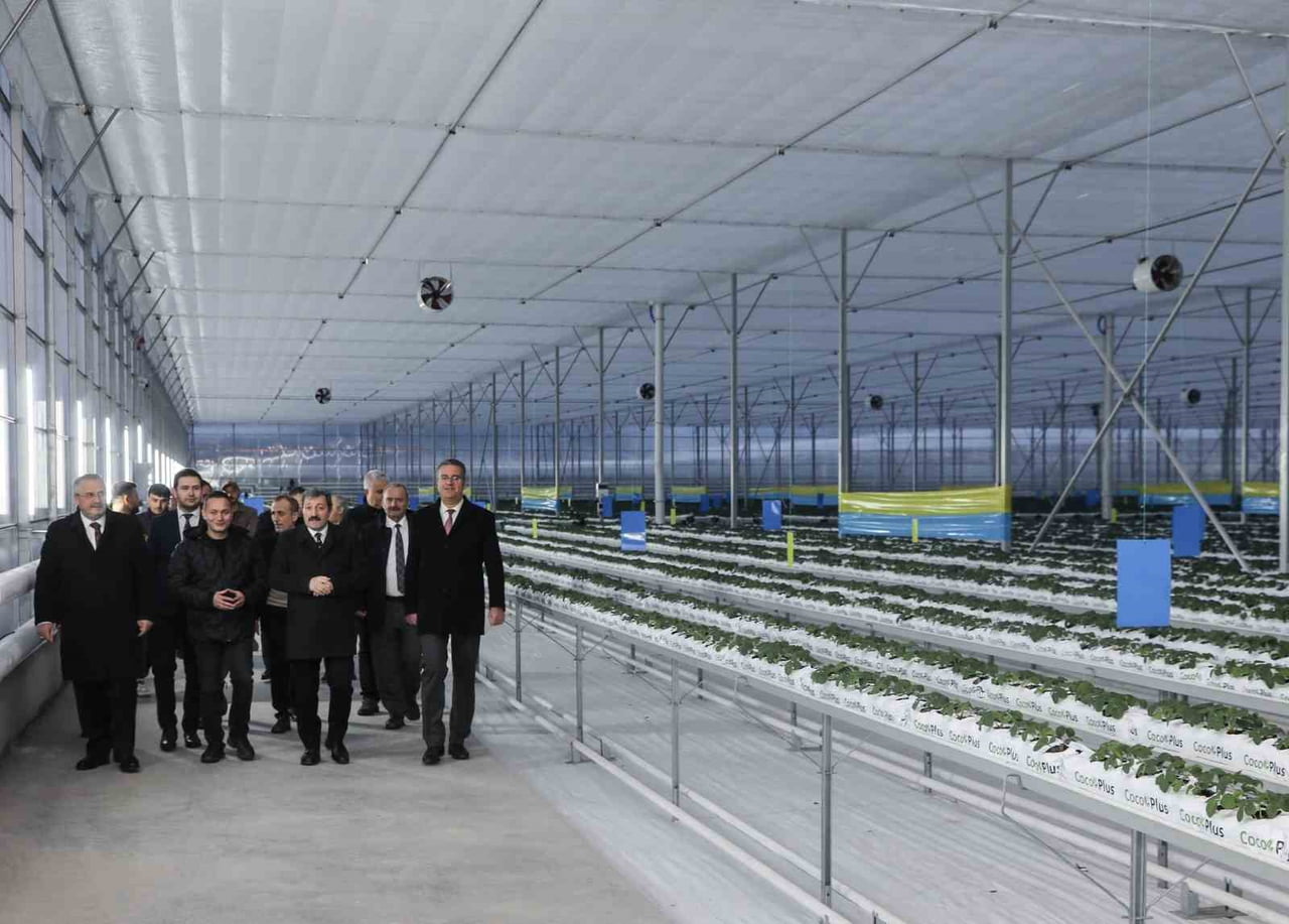 SAMSUN VALİSİ ORHAN TAVLI, BAFRA SERA ORGANİZE TARIM BÖLGESİ’NDE İLERİ TEKNOLOJİYLE TOPRAKSIZ...