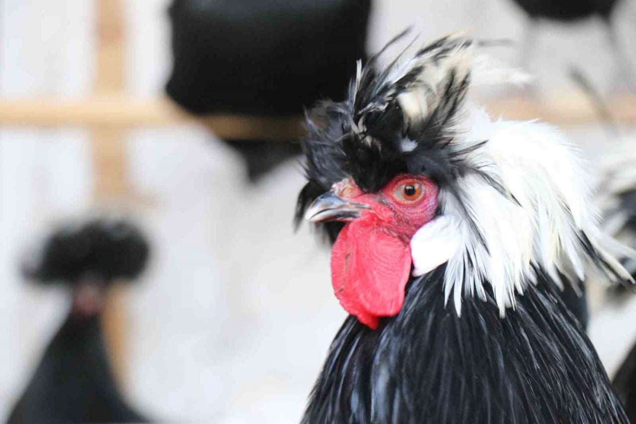 SERVET BİRSİN, ÜÇ YIL ÖNCE HOBİ OLARAK BAŞLADIĞI TAVUK YETİŞTİRİCİLİĞİNİ BAMBAŞKA BİR BOYUTA...