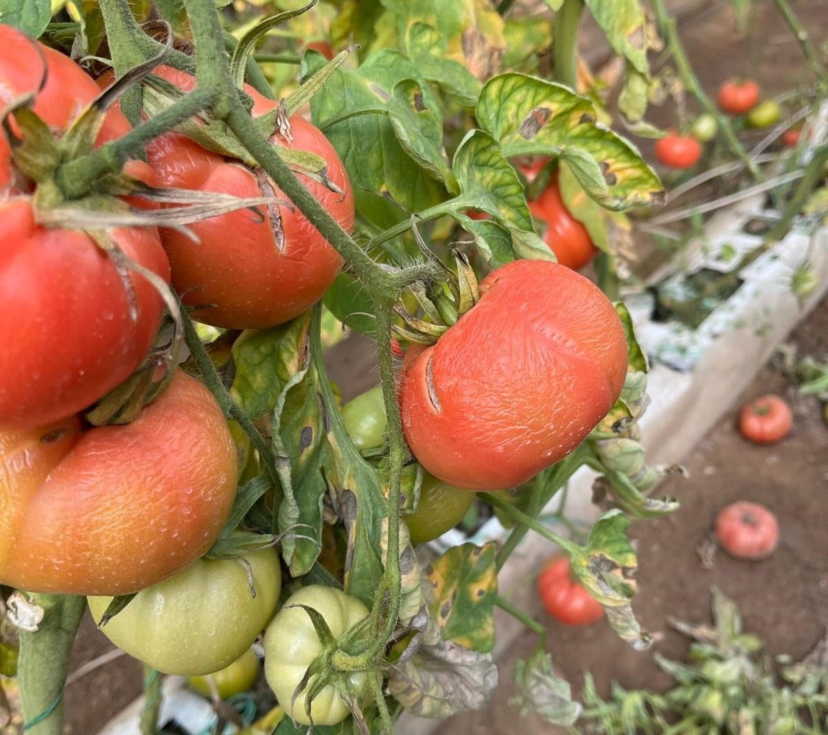 SİMAV’DAKİ SERALARDA ZİRAİ DON ZARAR TESPİT ÇALIŞMASI YAPILDI