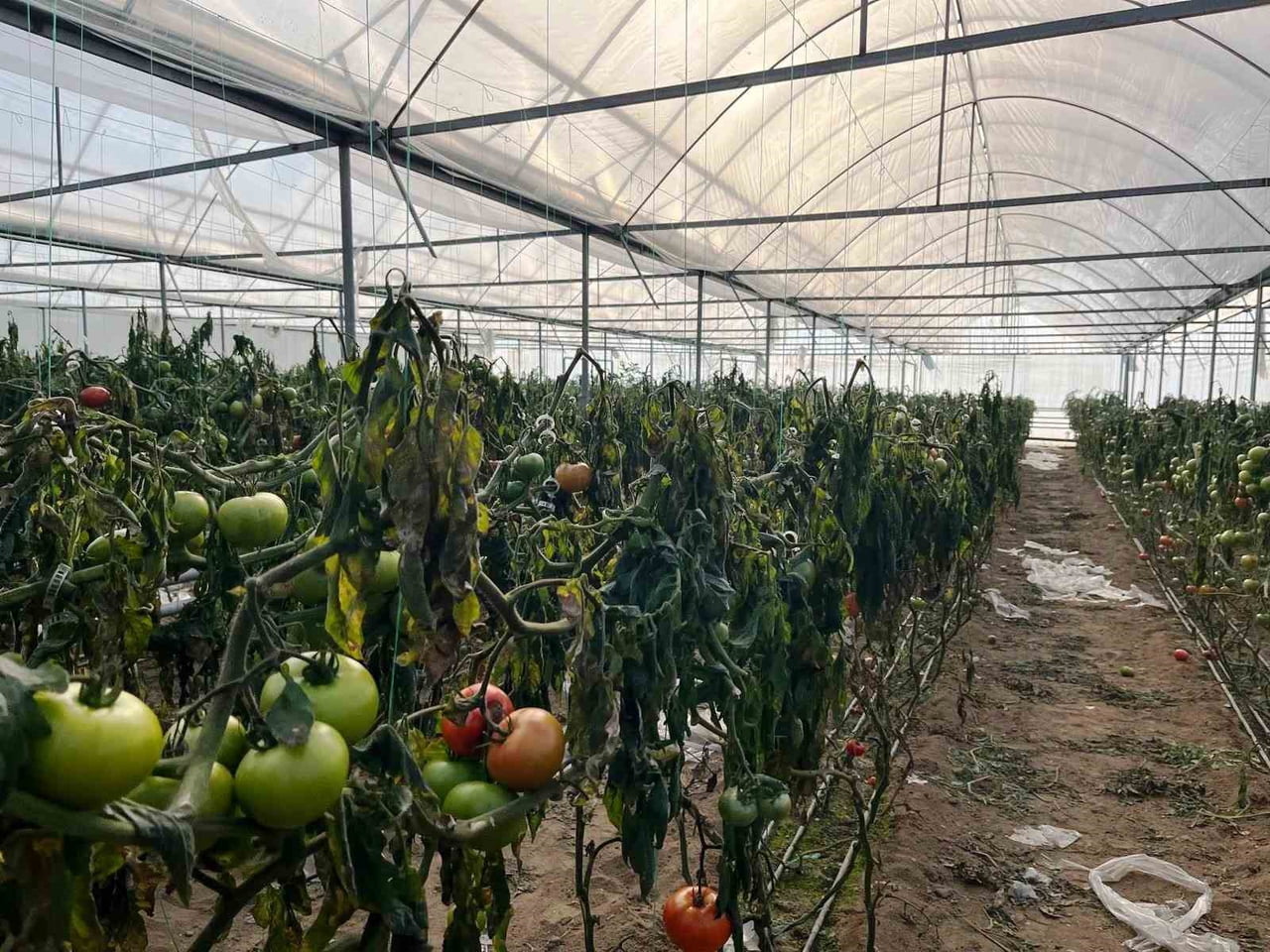 SİMAV’DAKİ SERALARDA ZİRAİ DON ZARAR TESPİT ÇALIŞMASI YAPILDI