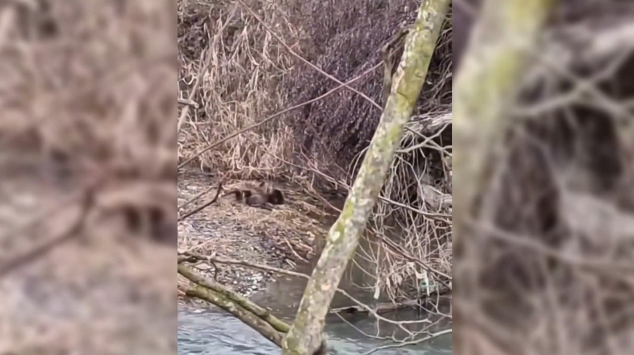 SİNOP'UN BOYABAT İLÇESİNDE, NESLİ TÜKENMEKTE OLAN HAYVANLAR ARASINDA YER ALAN ÜÇ ADET SU SAMURU...
