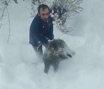 SİNOP'UN ERFELEK İLÇESİNDE KARLI YOLDA KARŞILAŞTIĞI YABAN DOMUZU SÜRÜSÜNDEN BİR YAVRUYU ARAÇTAN...