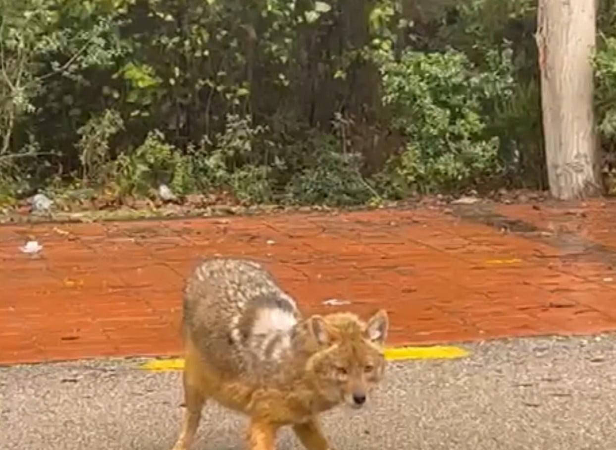 SİNOP AKLİMAN’DA OTOMOBİLİNDE OTURAN BİR KADIN, KARŞISINA ÇIKAN ÇAKALI ELLERİYLE BESLEDİ....